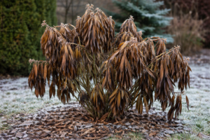Leander elfagy, ha ki van ültetve