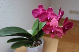Orchidea virágzás - Ezt tedd, hogy az orchidea virágozzon