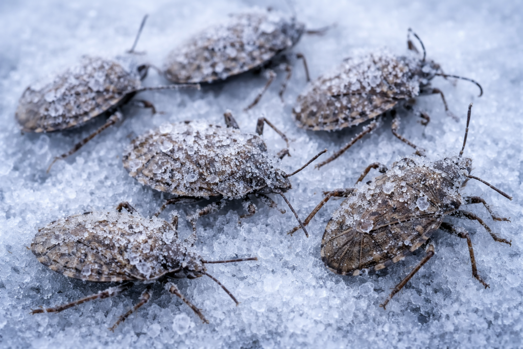 Poloska elpusztulnak a hidegben.
