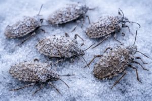 Poloska elpusztulnak a hidegben.