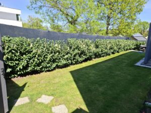 Sövénynövények növekedése